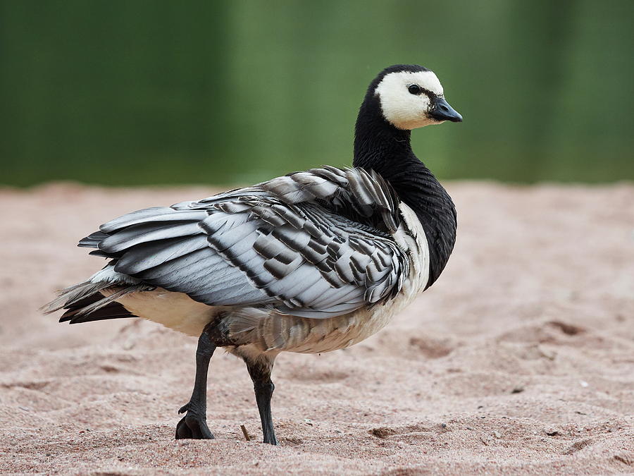 Nature Photograph - Barnacle goose #11 by Jouko Lehto