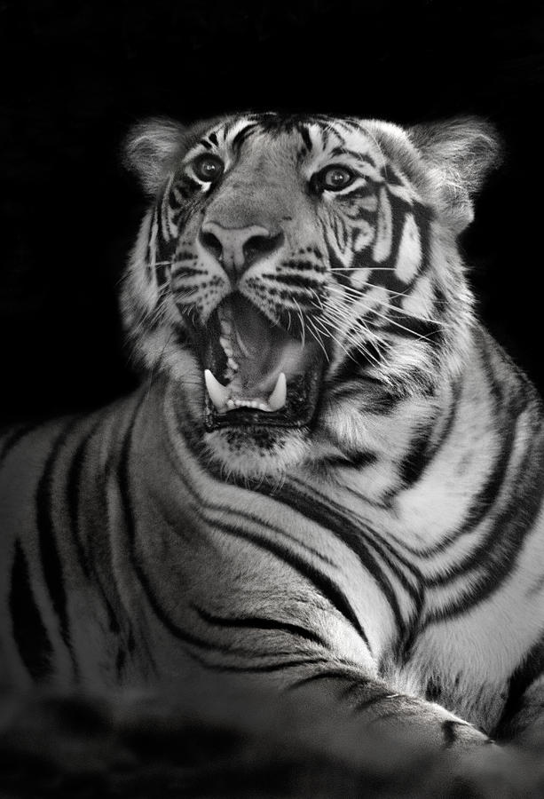 Nature Photograph - Bengal Tiger Panthera Tigris Tigris #11 by Panoramic Images