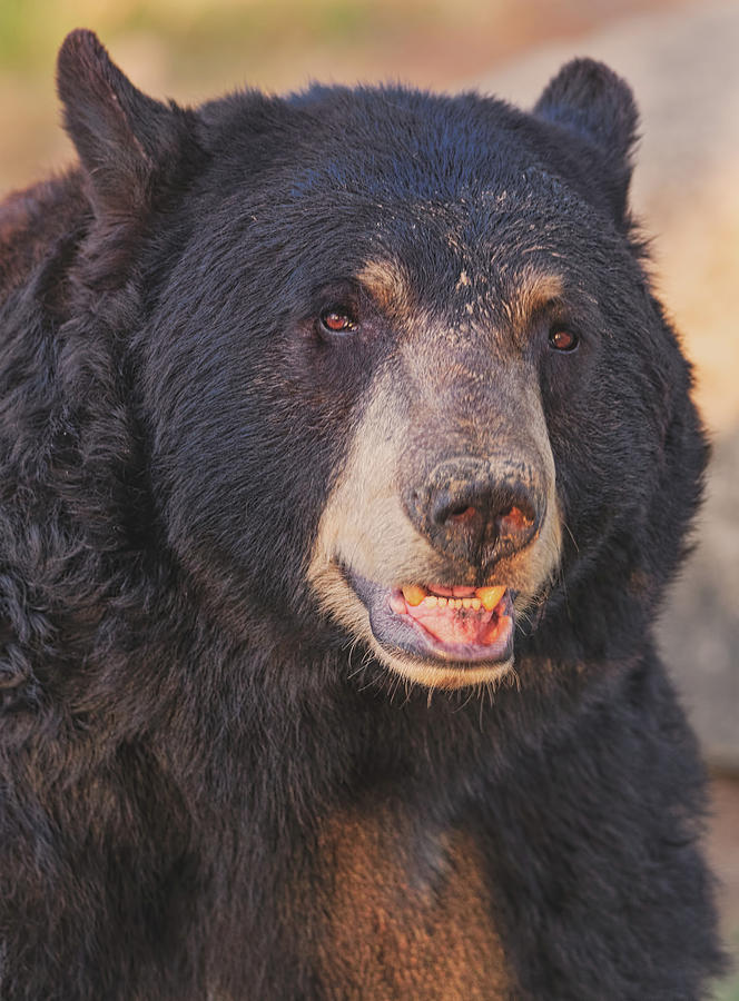 Black Bear  #11 Photograph by Brian Cross