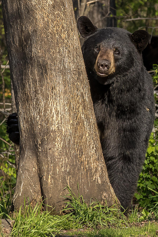 Black Bear   #11 Photograph by Mary Jo Cox