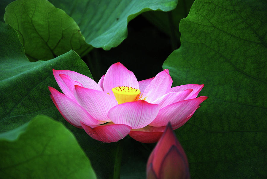 Closeup of lotus flower bud print by Jones & Shimlock