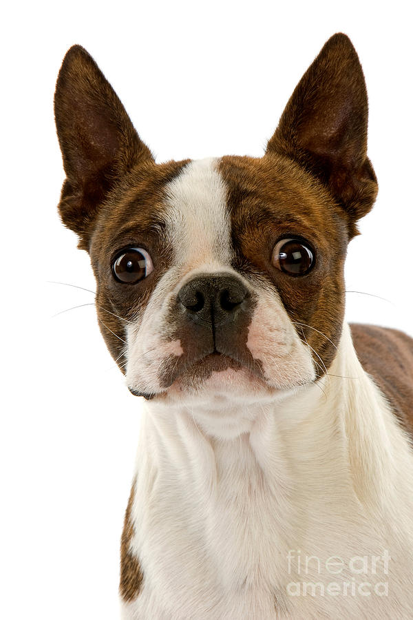 Boston Terrier Dog Photograph by Gerard Lacz