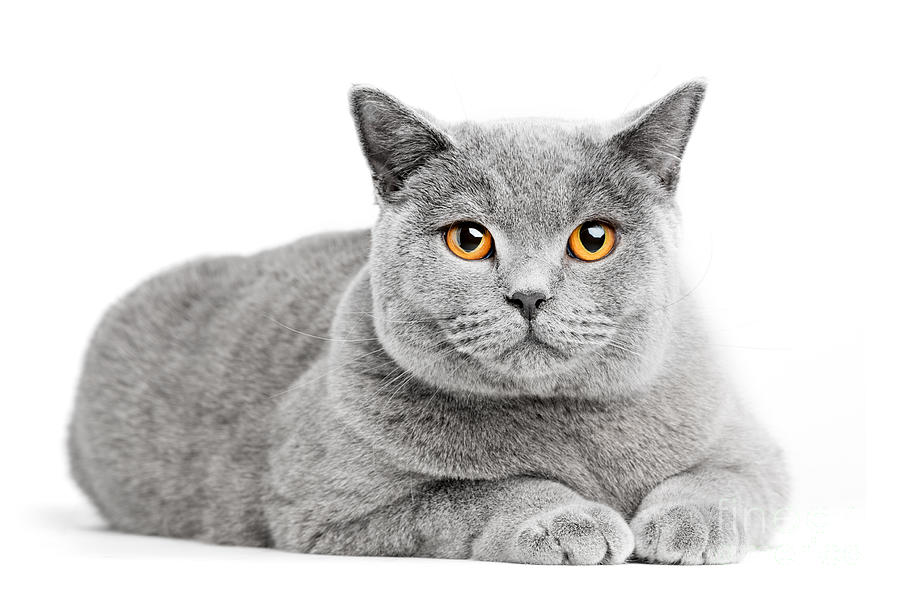 British Shorthair cat isolated on white. Lying #11 Photograph by Michal Bednarek