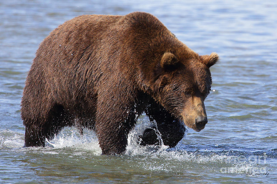Brown Bear #11 Photograph by Steve Javorsky