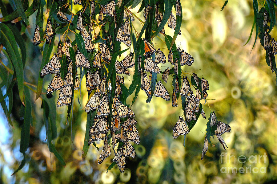Butterflies #11 Photograph by Marc Bittan