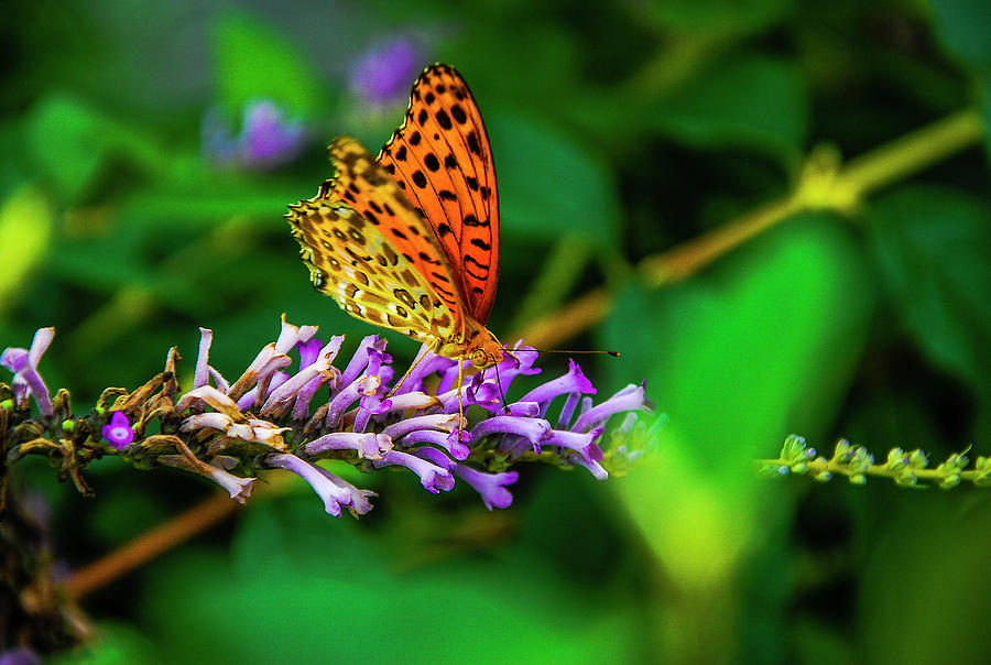 Butterfly and flower closeup #11 Photograph by Carl Ning