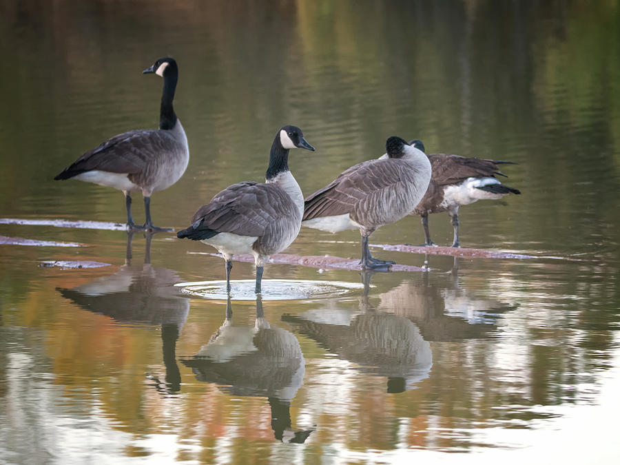 Canada Geese #11 Photograph by Tam Ryan