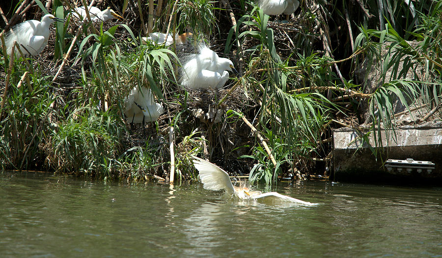 Heron Photograph - Cattle Egret Cooling Off In The Lake #11 by Roy Williams