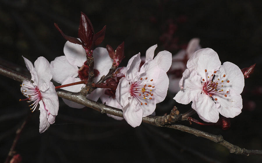 Cherry Blossom #11 Photograph by Masami Iida