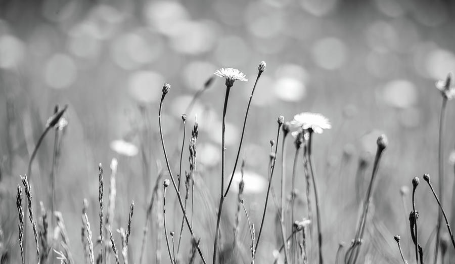 Daisy Flower Bloom On A Meadow In Summer #11 Photograph by Alex Grichenko