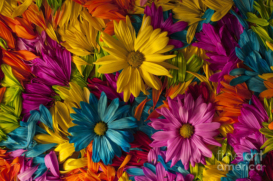 Daisy Petals Abstracts #11 Photograph by Jim Corwin