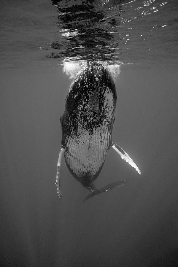 Dancing humpback whales Photograph by Andrew Stevenson - Fine Art America