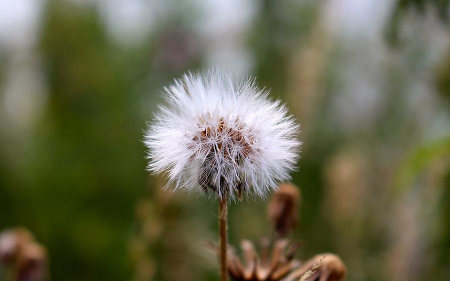 Spring Photograph - Dandelion #11 by Jackie Russo
