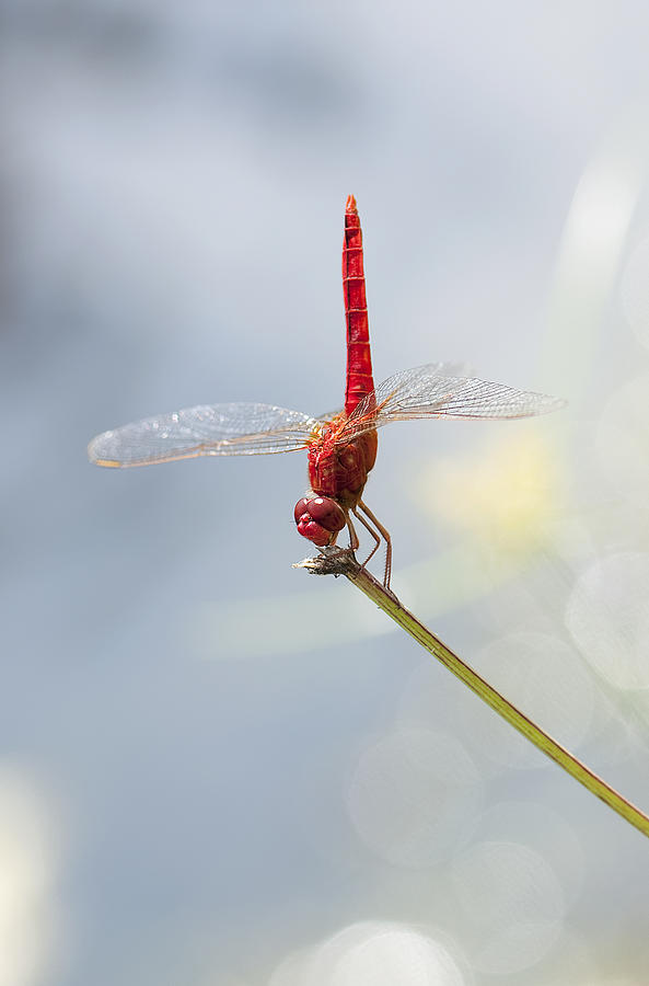 Dragonfly #11 Photograph by Gouzel -