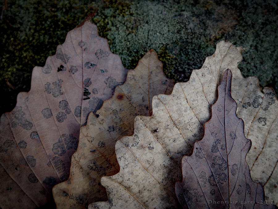 Dried Leaves #11 Photograph by Henri Irizarri