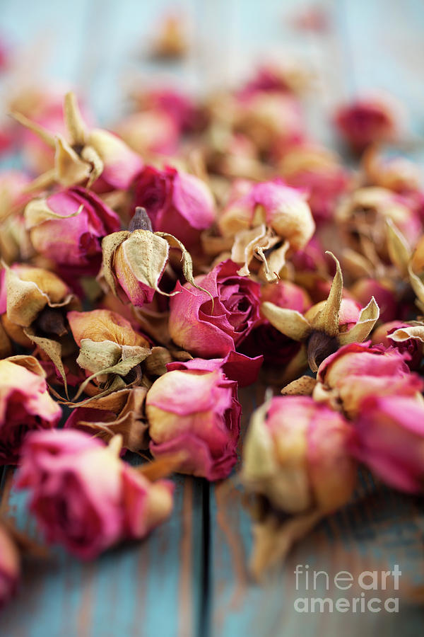 Dried roses #11 Photograph by Kati Finell