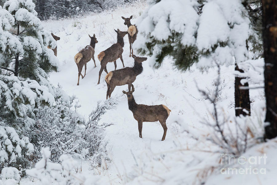 Elk in Deep Snow in the Pike National Forest #11 Photograph by Steven Krull