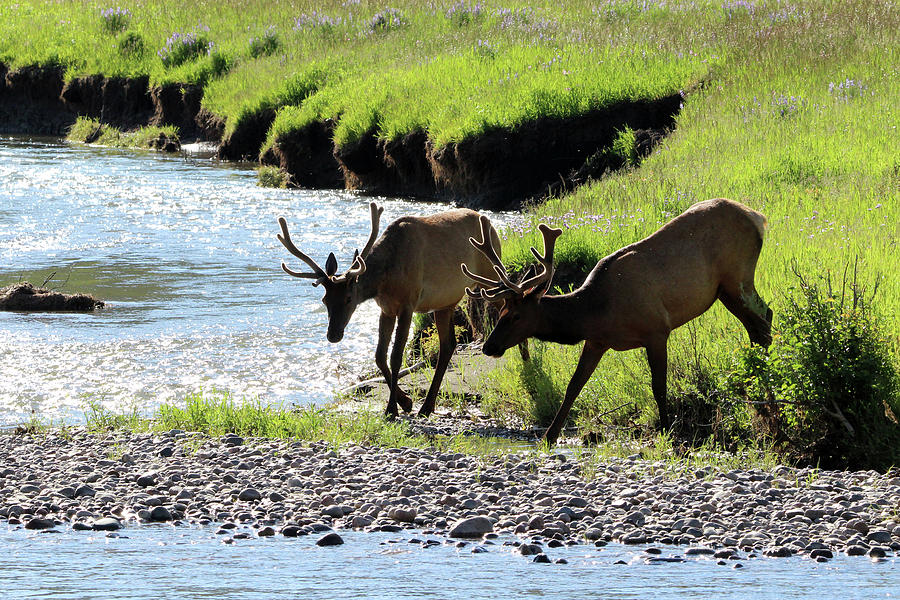 Elk Yellowstone USA #11 Photograph by Bob Savage