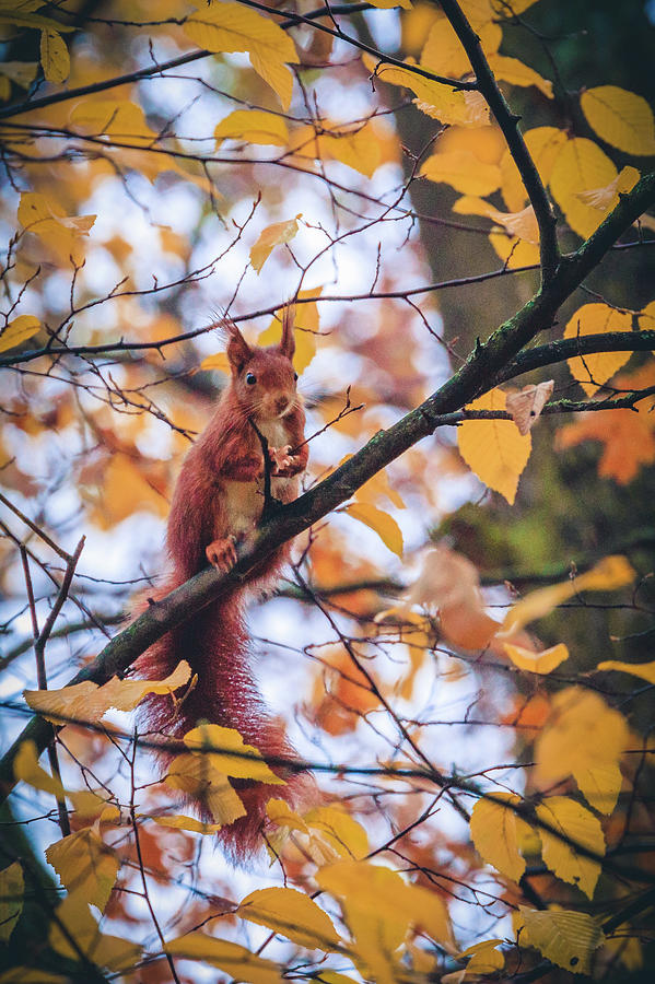 Eurasian Red Squirrel - Sciurus Vulgaris #12 Photograph by Marc Braner