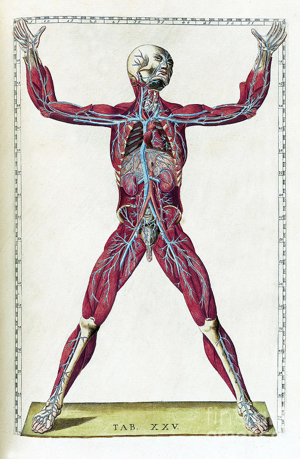 Science Photograph - Eustachi, Tabulae Anatomicae, 1783 #20 by Science Source