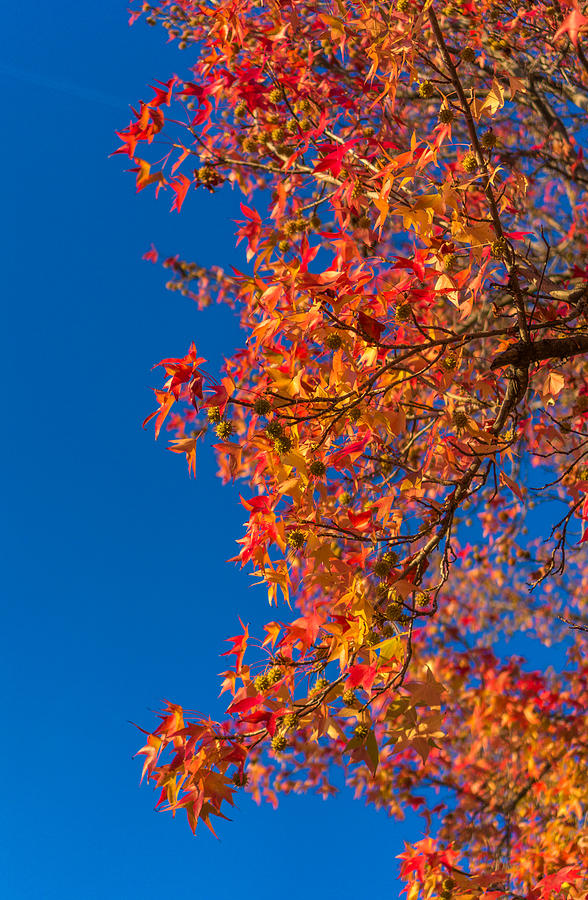 Fall foliage #11 Photograph by Asif Islam