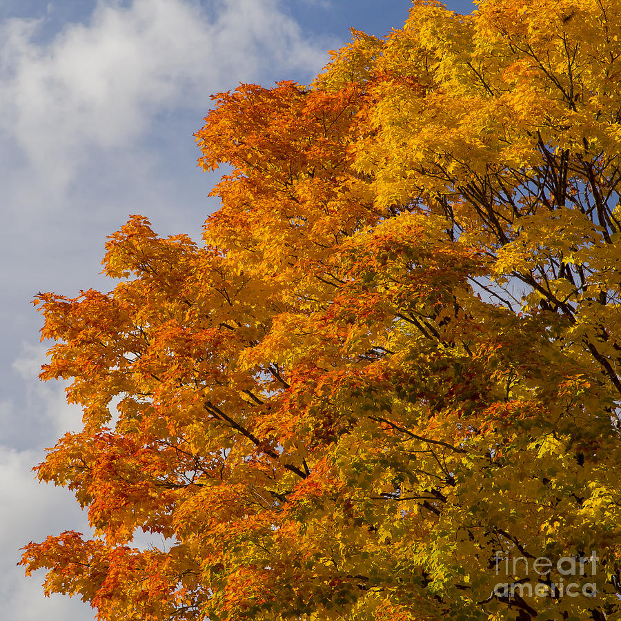 Fall Photograph - Fall in Door County #11 by Twenty Two North Photography