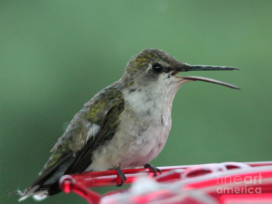 Female Ruby-Throated Hummingbird #11 Photograph by J McCombie