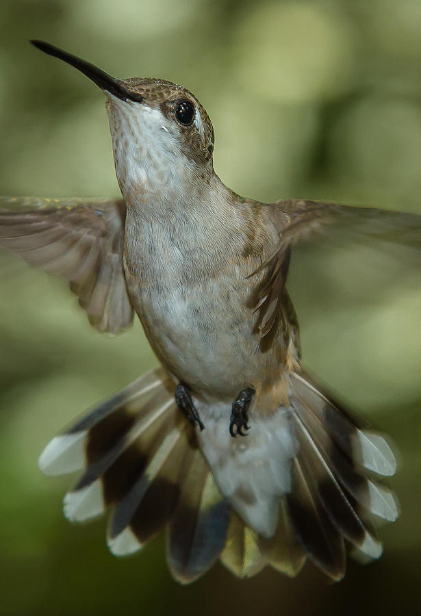 Female Ruby-Throated Hummingbird #11 Photograph by Robert L Jackson