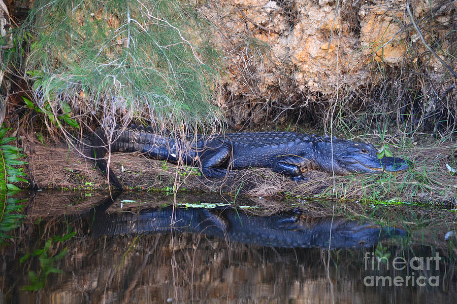 11- Florida Alligator Photograph by Joseph Keane