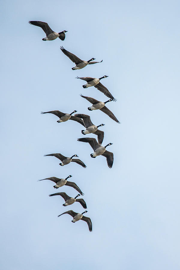 Geese Photograph - 11 Flying Geese by Gary E Snyder