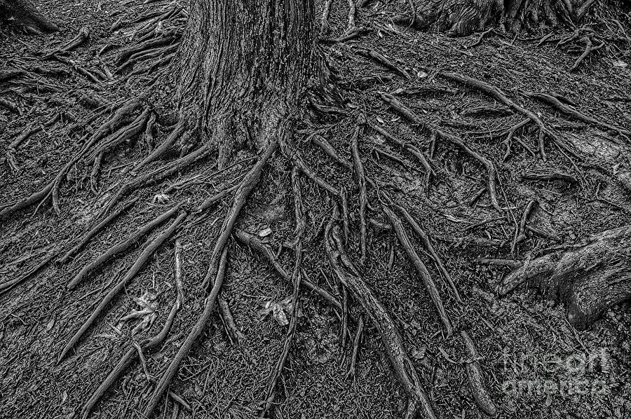 Forest Setting with Close-ups of Tree Roots  #11 Photograph by Jim Corwin