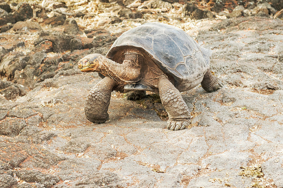 Giant turtle in Galapagos Photograph by Marek Poplawski - Fine Art America