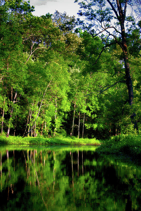 Great Swamp #11 Photograph by David Henningsen