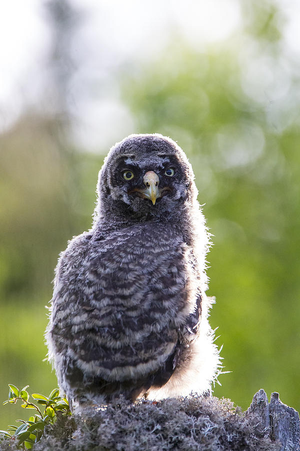 Owl Photograph - Grey Owl #11 by Borje Olsson