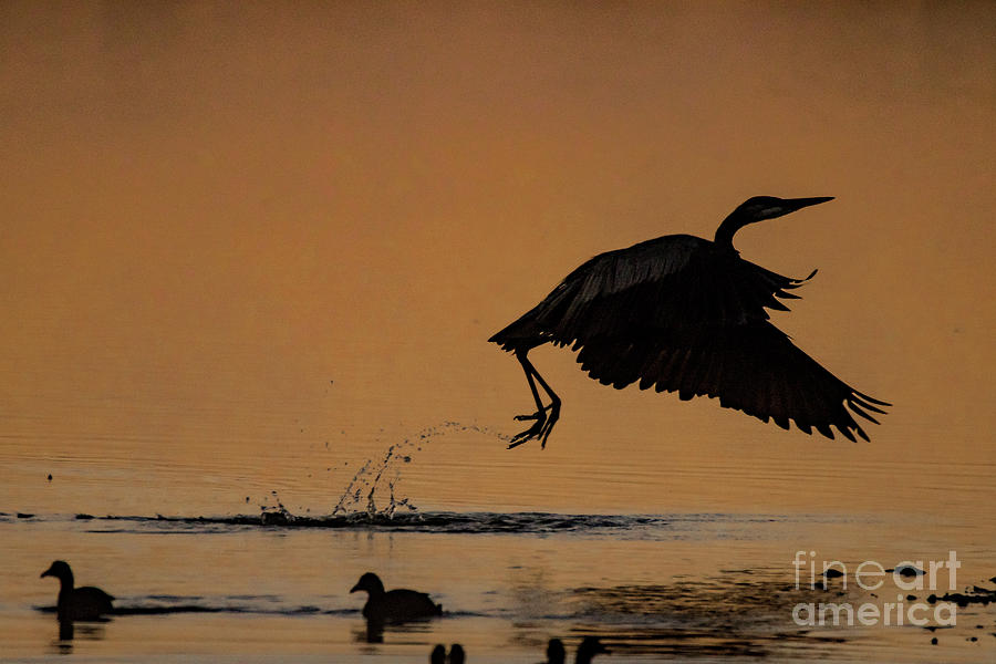 Happy Dance Of The Great Blue Heron Photograph