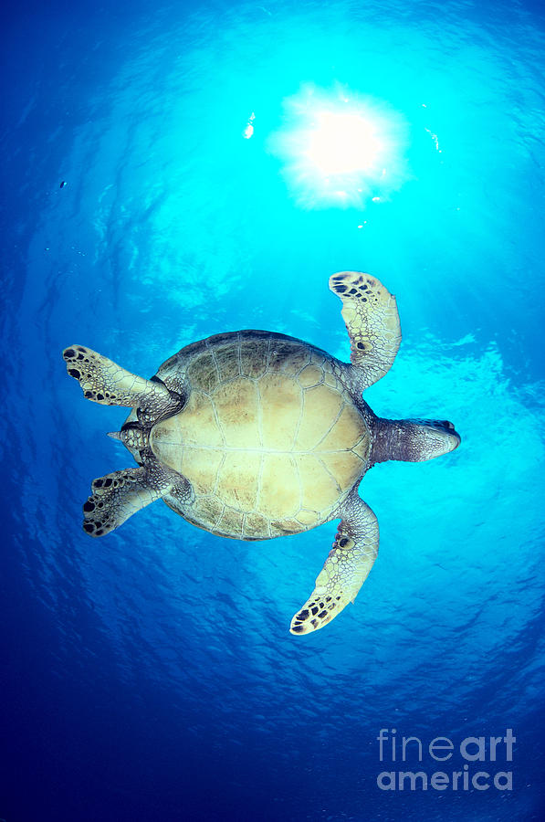 Hawaii, Green Sea Turtle #11 Photograph by Dave Fleetham - Printscapes