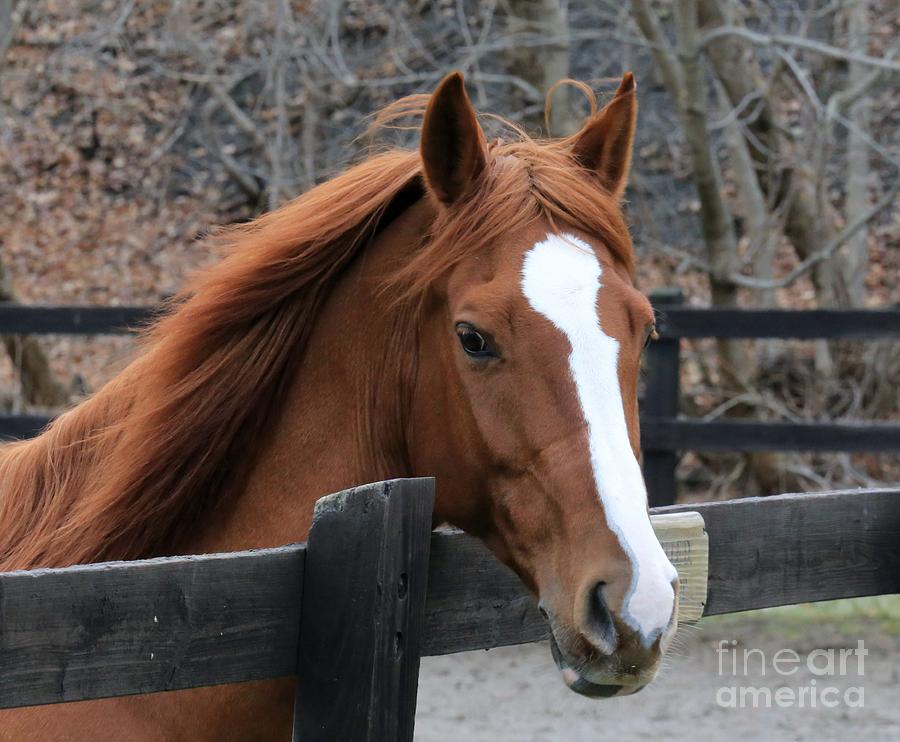 Horse Photograph by Douglas Sacha - Fine Art America