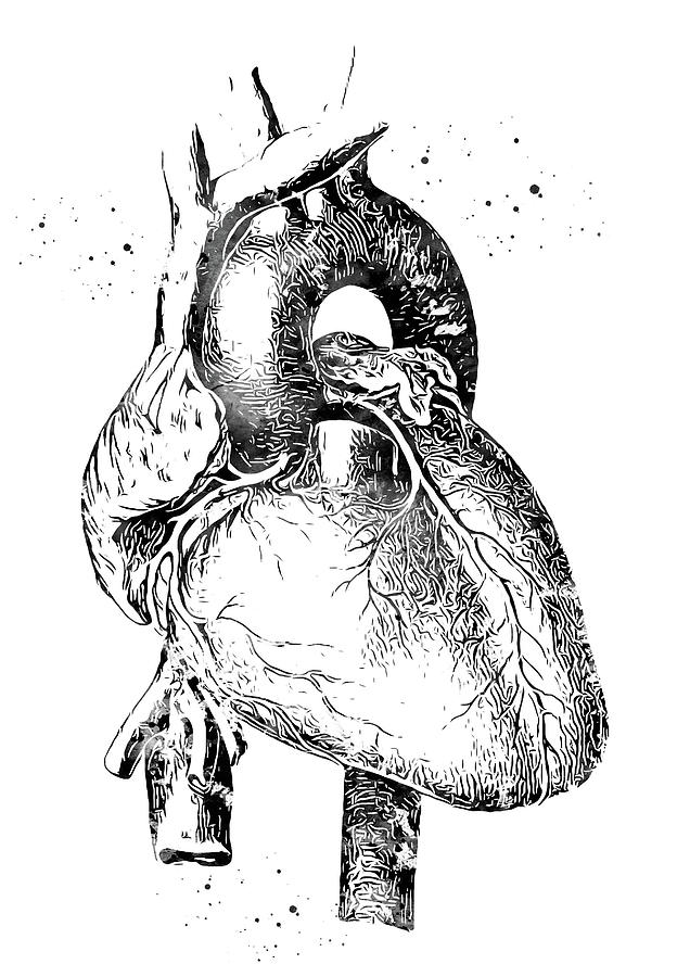 Human Heart Digital Art By Erzebet S Pixels