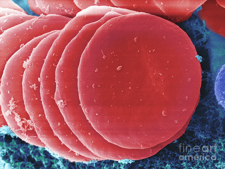 Human Red Blood Cells, Sem #11 Photograph by Ted Kinsman