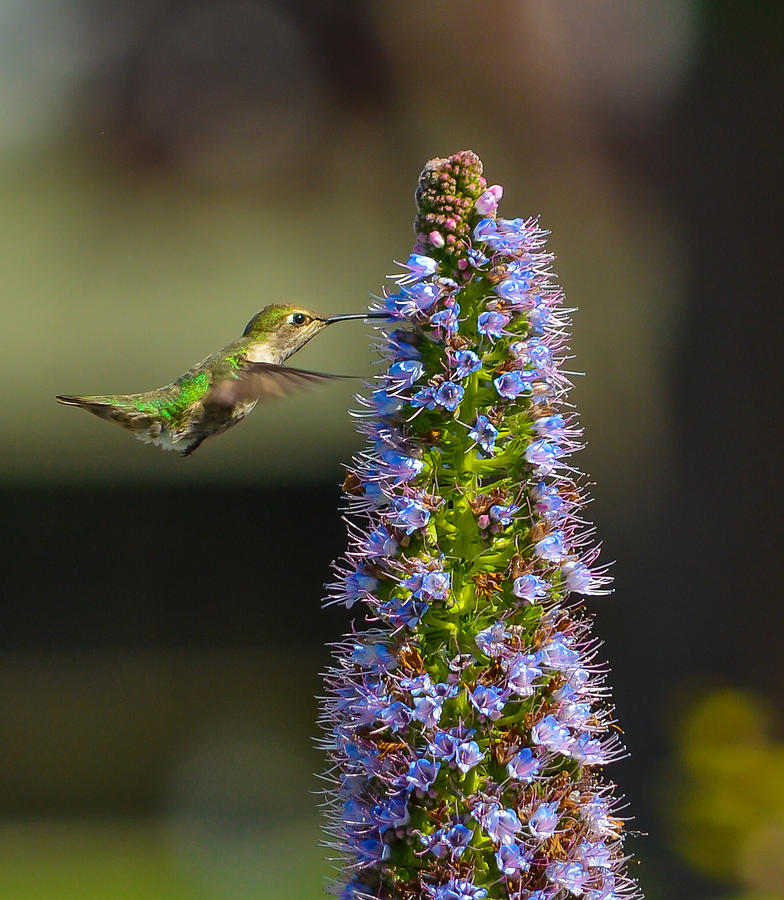 Hummingbird #11 Photograph by Asif Islam