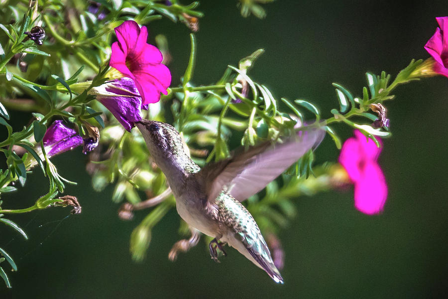 Hummingbird Found In Wild Nature On Sunny Day #11 Photograph by Alex Grichenko