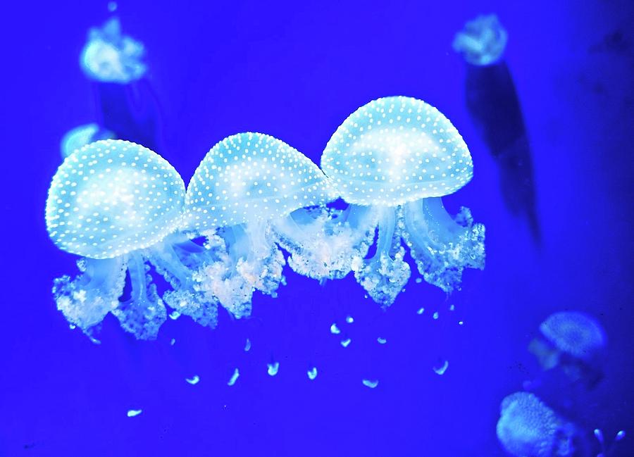 Space Photograph - Jellyfish #11 by Mariel Mcmeeking