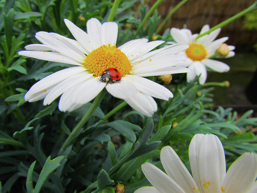 Daisy Photograph - Ladybug #11 by Cesar Vieira