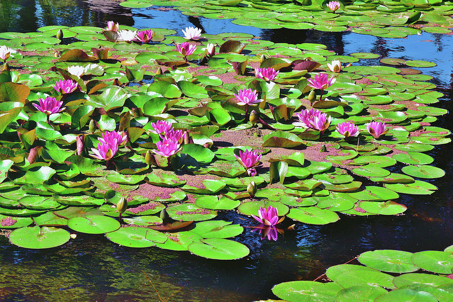 11 Lily Pad with Brilliant Flowers Photograph by Linda Brody