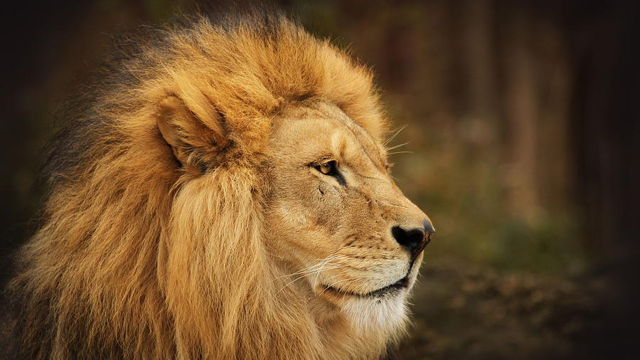 Wildlife Photograph - Lion #11 by Jackie Russo