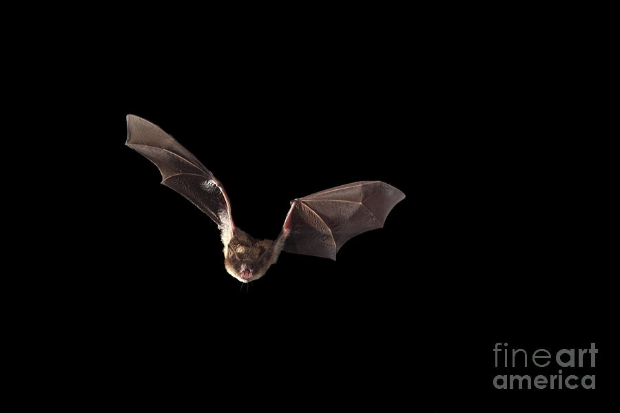 Wildlife Photograph - Little Brown Bat #11 by Ted Kinsman