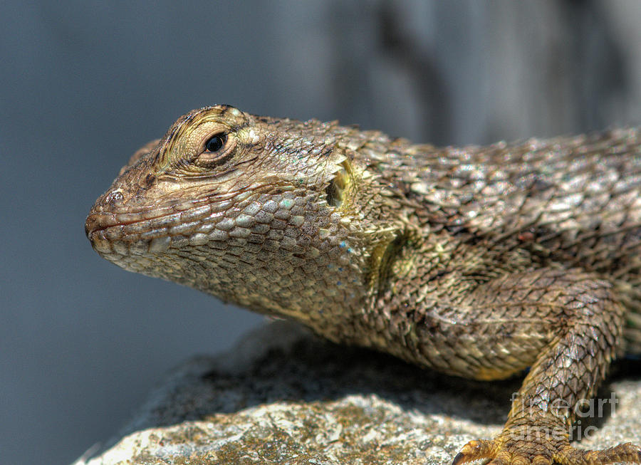 Lizard #11 Photograph by Marc Bittan