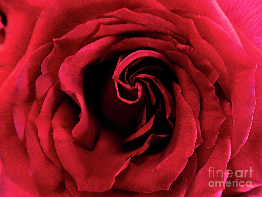 Macro rose #11 Photograph by FineArtRoyal Joshua Mimbs