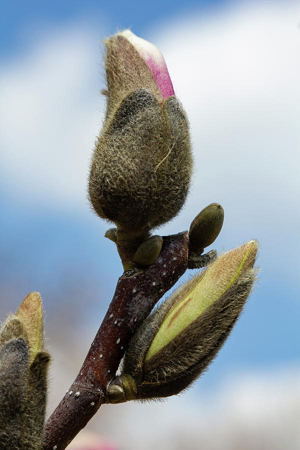 Magnolia Bud #11 Photograph by Robert Ullmann