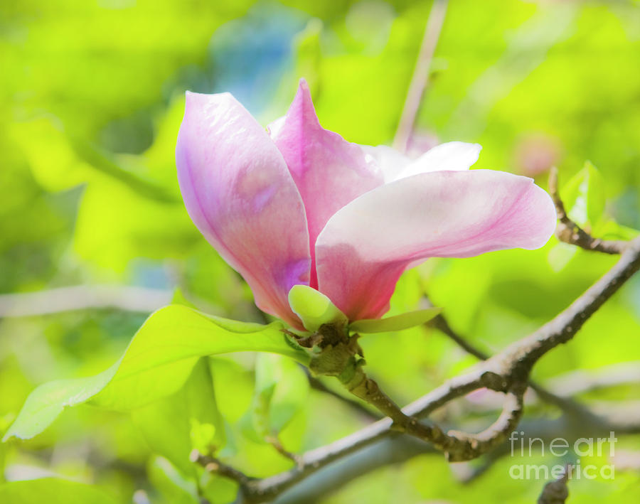 Magnolia #11 Photograph by Irina Afonskaya